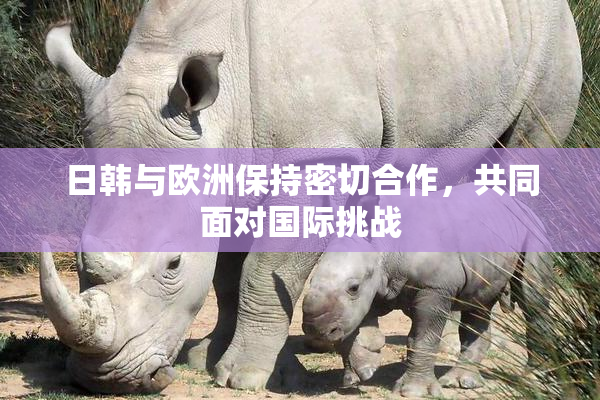 日韩与欧洲保持密切合作，共同面对国际挑战