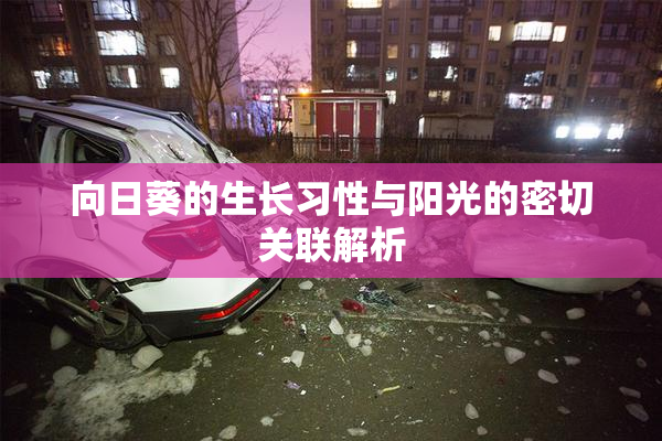 向日葵的生长习性与阳光的密切关联解析