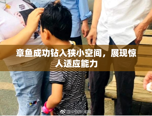 章鱼成功钻入狭小空间，展现惊人适应能力