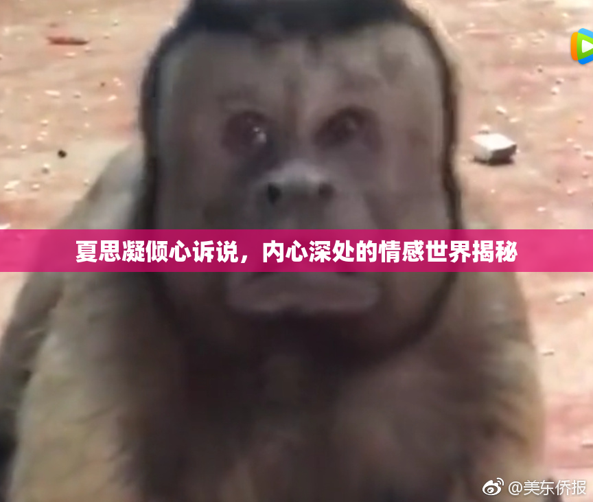 夏思凝倾心诉说，内心深处的情感世界揭秘