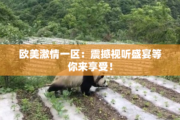 欧美激情一区：震撼视听盛宴等你来享受！