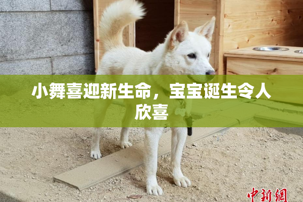 小舞喜迎新生命，宝宝诞生令人欣喜