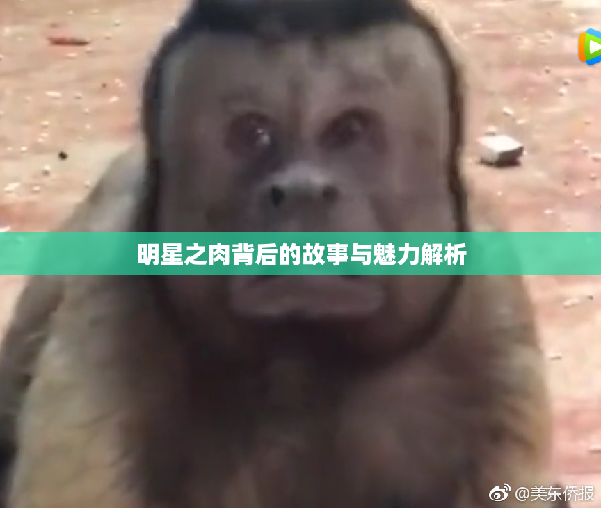 明星之肉背后的故事与魅力解析