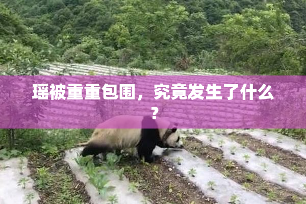 瑶被重重包围，究竟发生了什么？