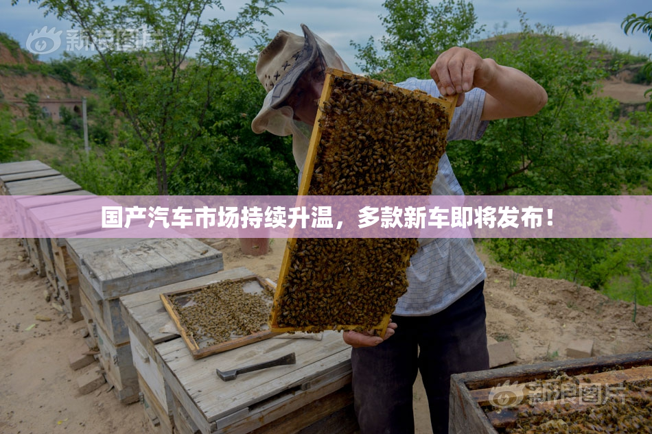 国产汽车市场持续升温，多款新车即将发布！