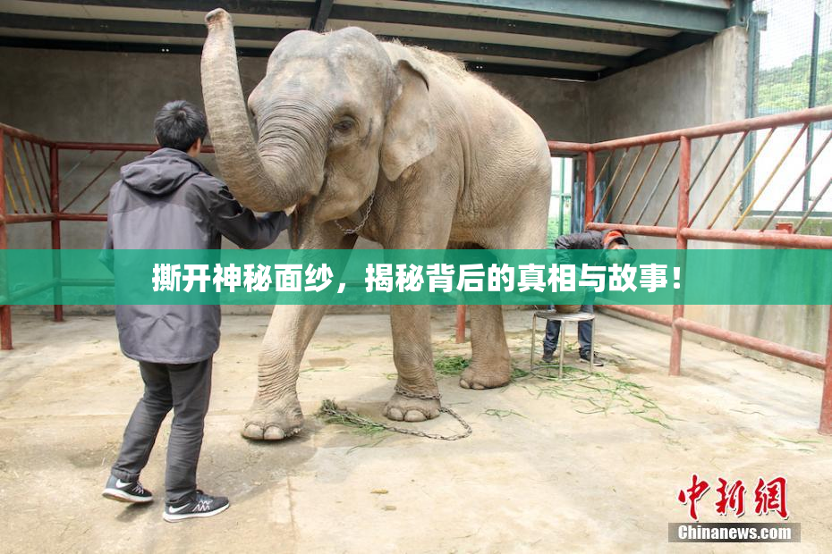 撕开神秘面纱，揭秘背后的真相与故事！