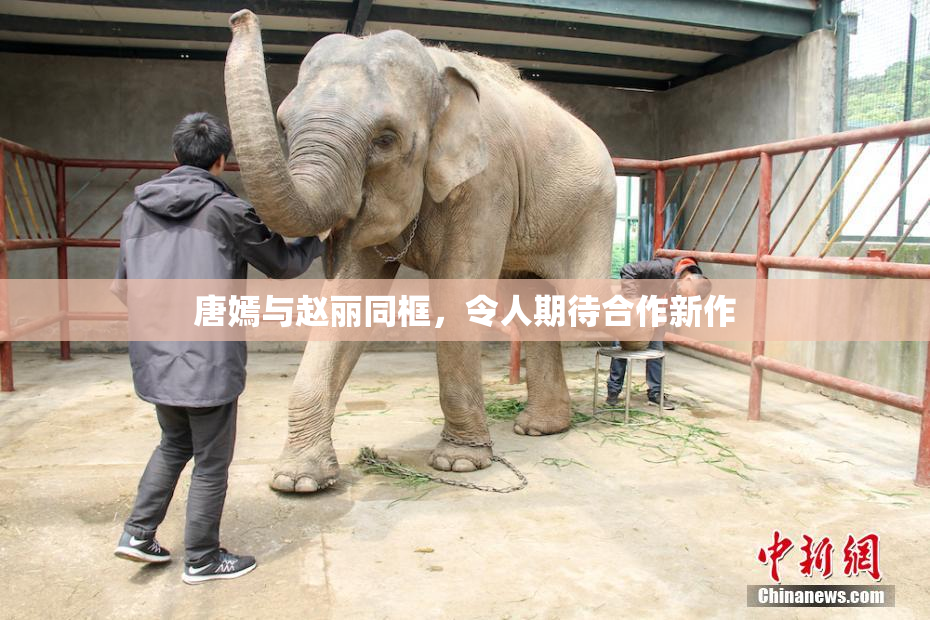 唐嫣与赵丽同框，令人期待合作新作