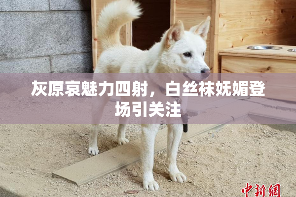灰原哀魅力四射，白丝袜妩媚登场引关注