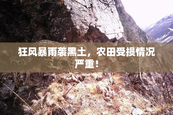 狂风暴雨袭黑土，农田受损情况严重！