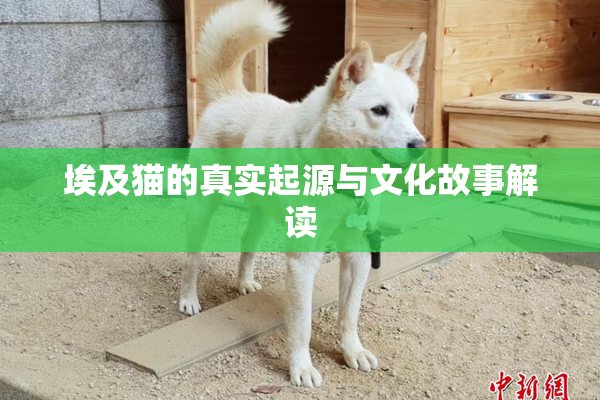 埃及猫的真实起源与文化故事解读