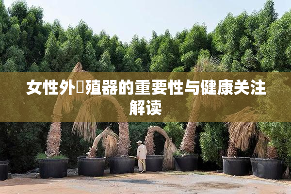 女性外夝殖器的重要性与健康关注解读