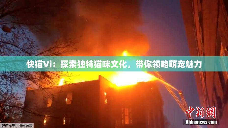 快猫Vi：探索独特猫咪文化，带你领略萌宠魅力