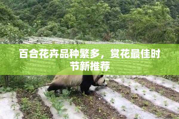 百合花卉品种繁多，赏花最佳时节新推荐