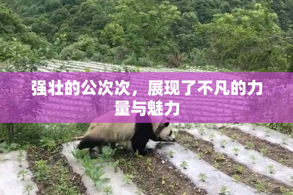 强壮的公次次，展现了不凡的力量与魅力