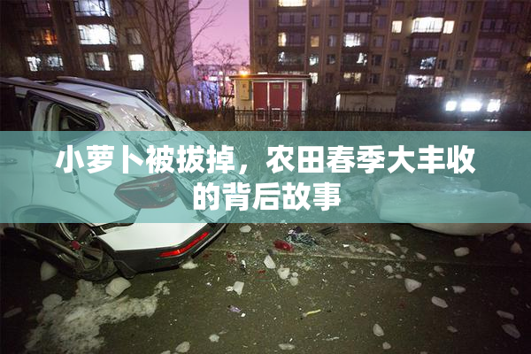 小萝卜被拔掉，农田春季大丰收的背后故事