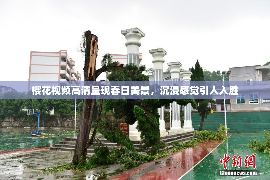 樱花视频高清呈现春日美景，沉浸感觉引人入胜
