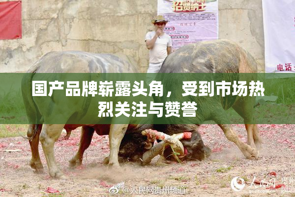 国产品牌崭露头角，受到市场热烈关注与赞誉