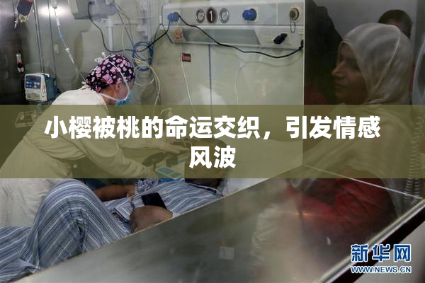 小樱被桃的命运交织，引发情感风波
