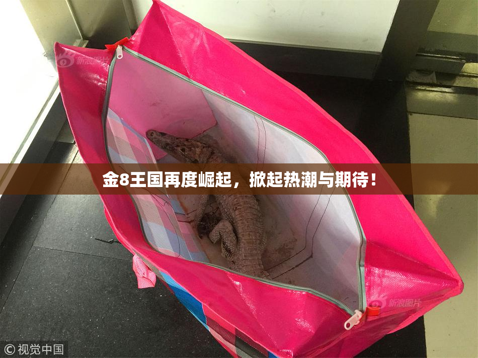 金8王国再度崛起，掀起热潮与期待！