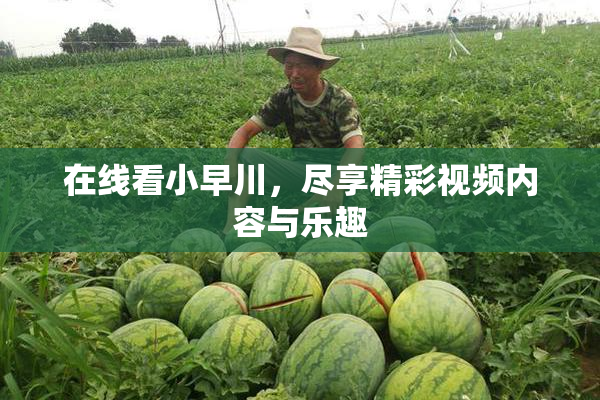 在线看小早川，尽享精彩视频内容与乐趣