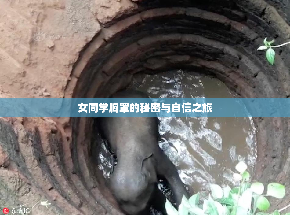 女同学胸罩的秘密与自信之旅