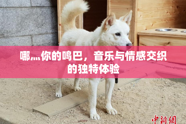 哪灬你的鸣巴，音乐与情感交织的独特体验