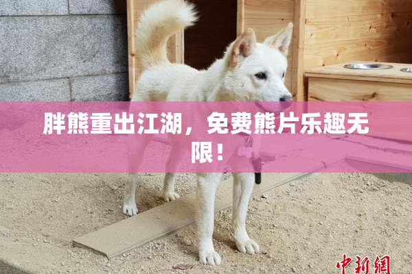 胖熊重出江湖，免费熊片乐趣无限！