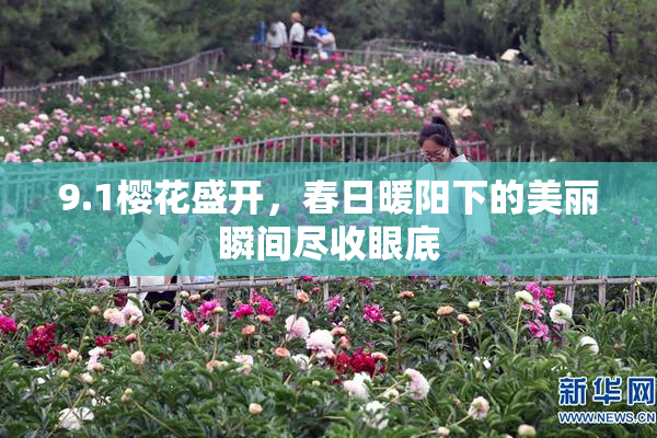 9.1樱花盛开，春日暖阳下的美丽瞬间尽收眼底