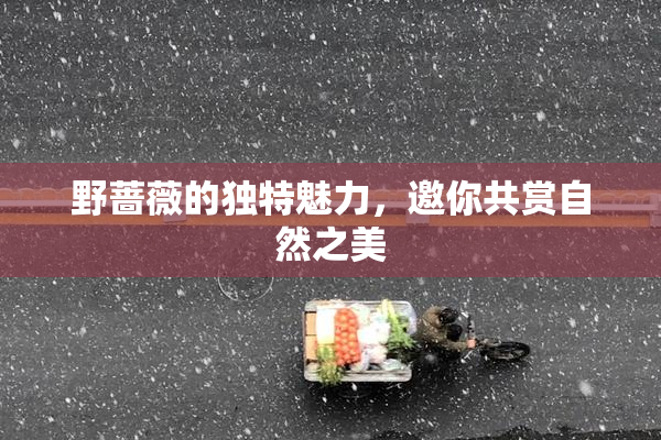 野蔷薇的独特魅力，邀你共赏自然之美