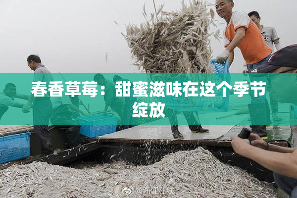 春香草莓：甜蜜滋味在这个季节绽放