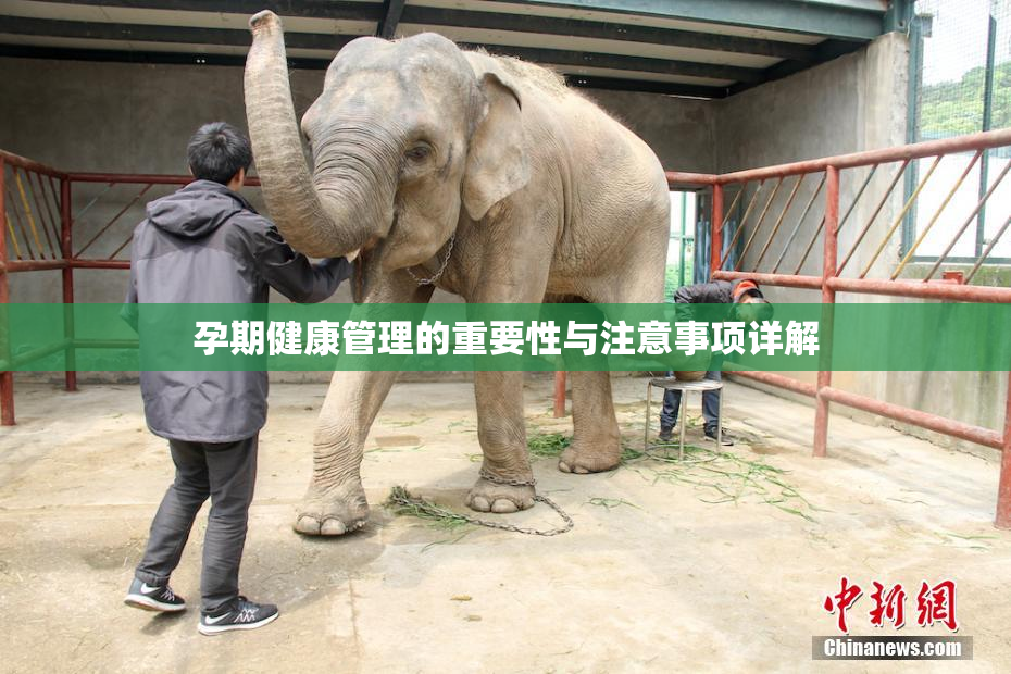 孕期健康管理的重要性与注意事项详解
