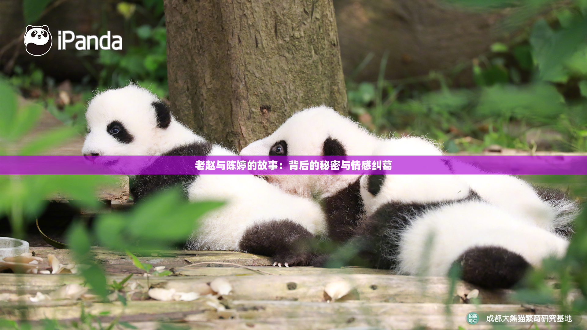 老赵与陈婷的故事：背后的秘密与情感纠葛