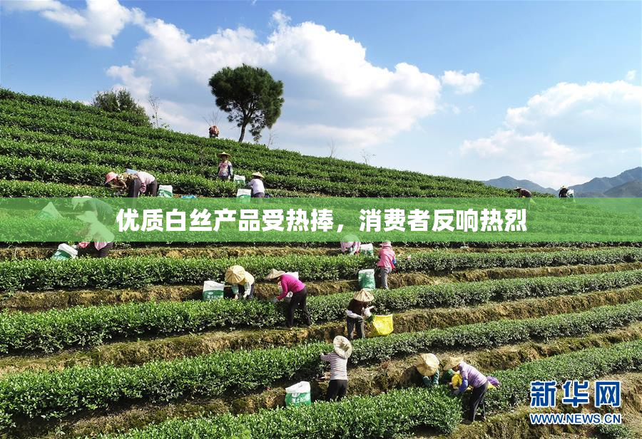 优质白丝产品受热捧，消费者反响热烈