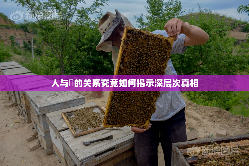 人与嘼的关系究竟如何揭示深层次真相
