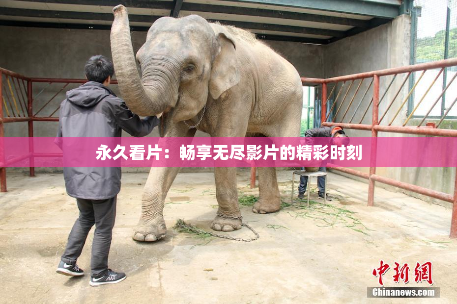 永久看片：畅享无尽影片的精彩时刻