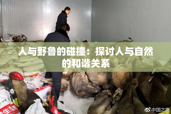 人与野鲁的碰撞：探讨人与自然的和谐关系