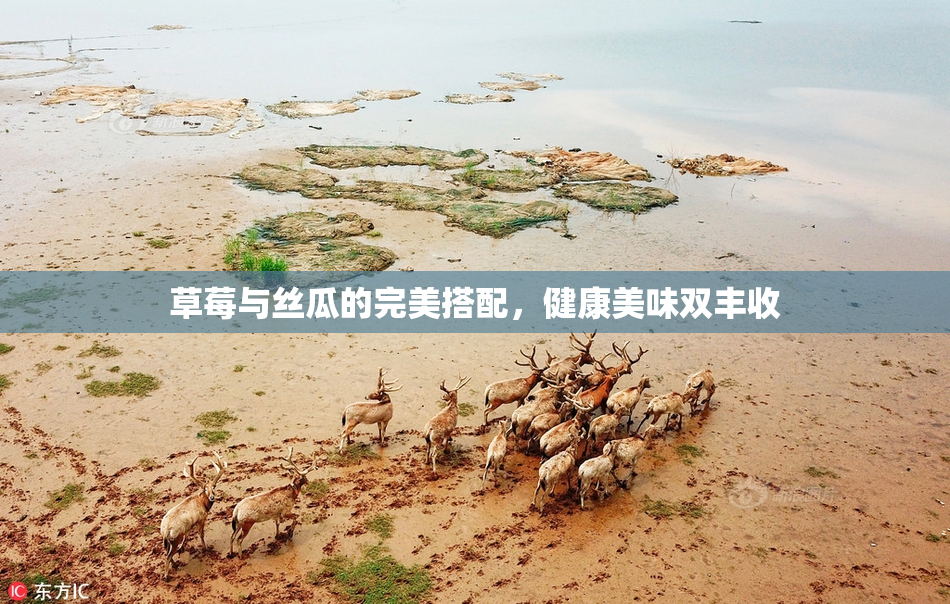 草莓与丝瓜的完美搭配，健康美味双丰收