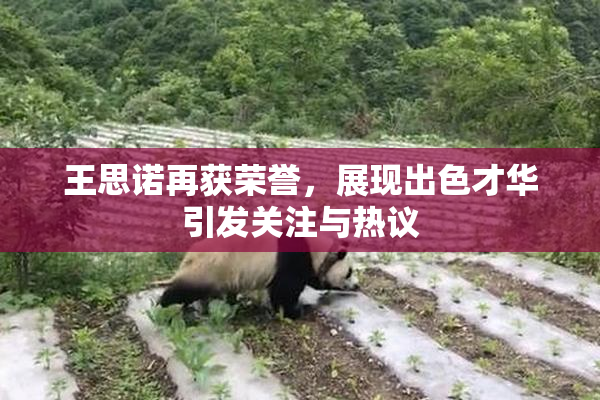 王思诺再获荣誉，展现出色才华引发关注与热议