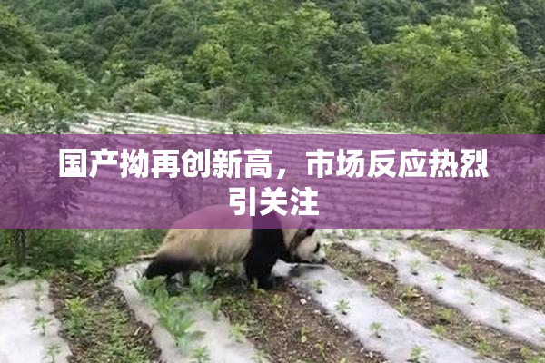 国产拗再创新高，市场反应热烈引关注