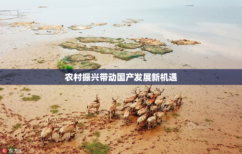 农村振兴带动国产发展新机遇