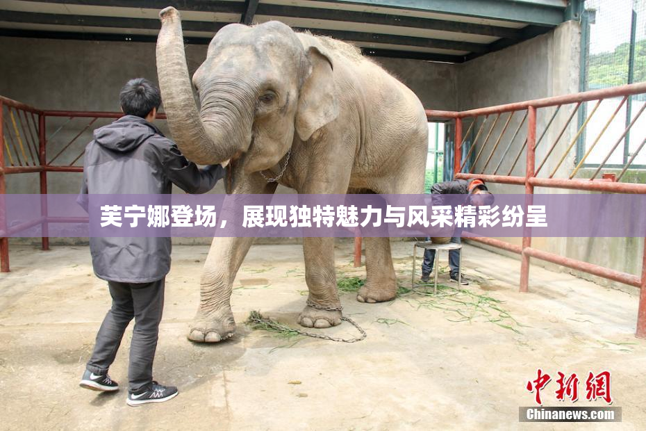 芙宁娜登场，展现独特魅力与风采精彩纷呈