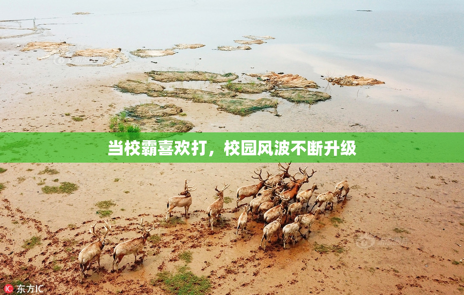 当校霸喜欢打，校园风波不断升级