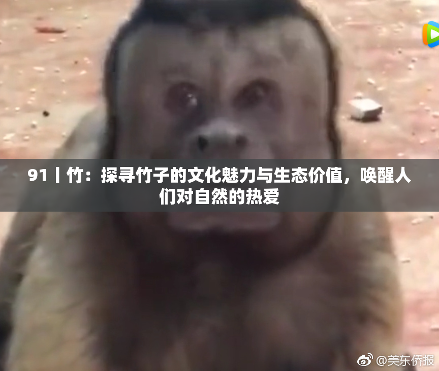 91丨竹：探寻竹子的文化魅力与生态价值，唤醒人们对自然的热爱