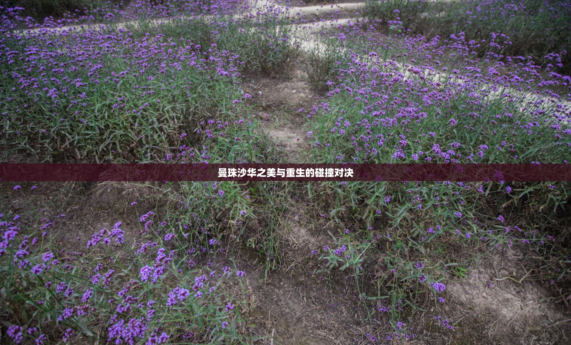 曼珠沙华之美与重生的碰撞对决