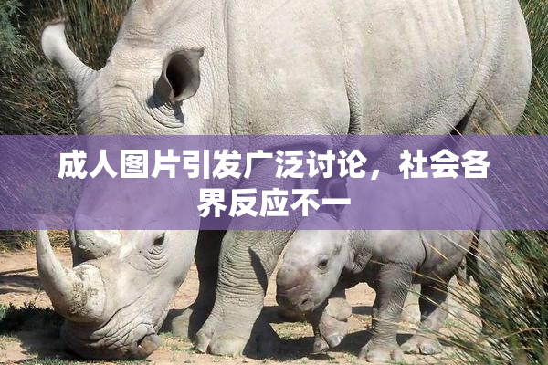 成人图片引发广泛讨论，社会各界反应不一
