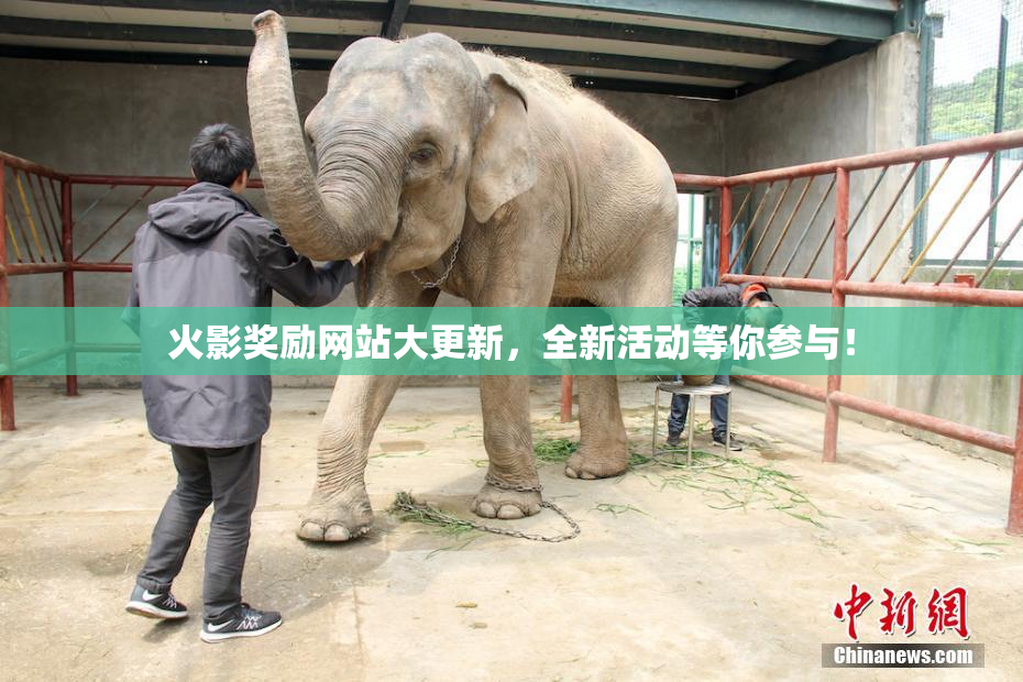 火影奖励网站大更新，全新活动等你参与！