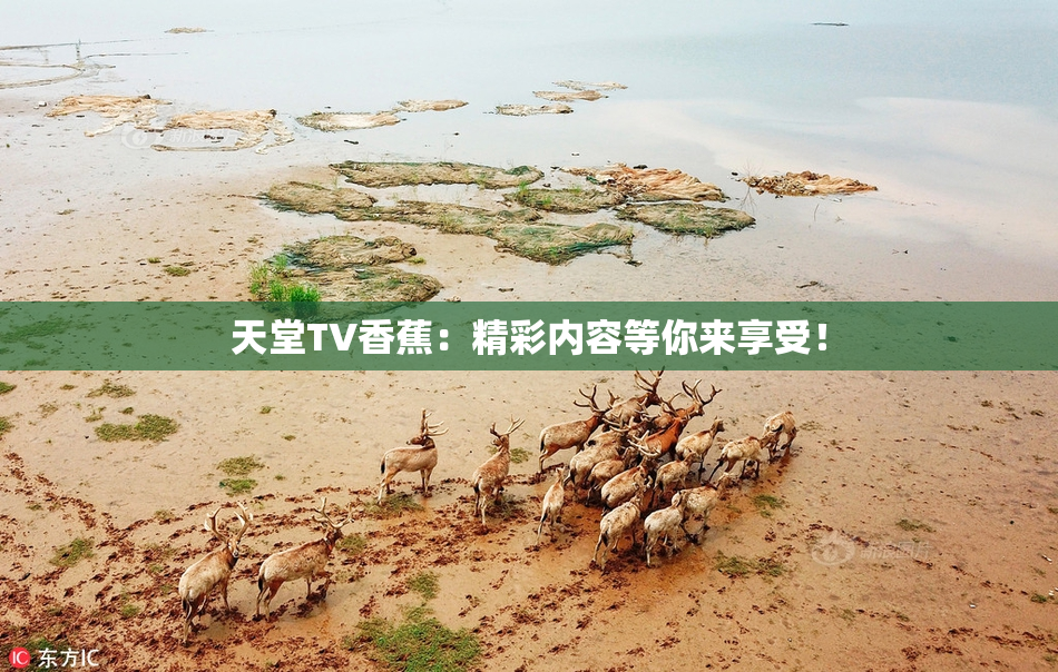 天堂TV香蕉：精彩内容等你来享受！