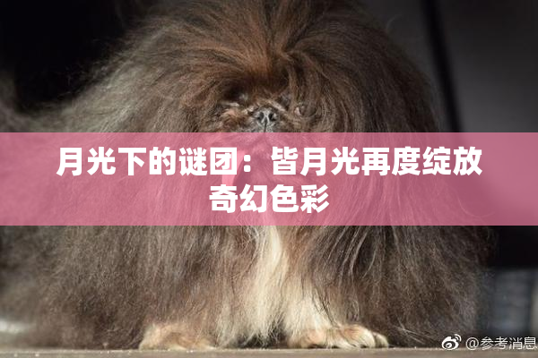 月光下的谜团：皆月光再度绽放奇幻色彩