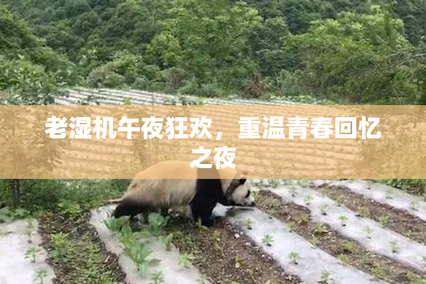 老湿机午夜狂欢，重温青春回忆之夜
