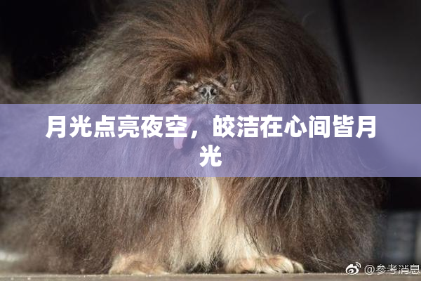 月光点亮夜空，皎洁在心间皆月光